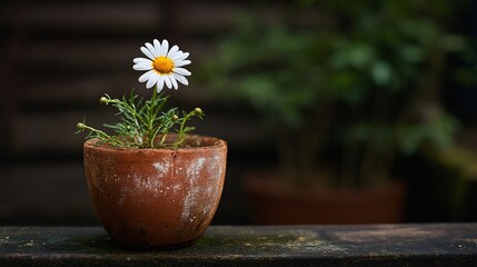 Vibrant Daisy Flower in Pot - Professional Floral Photography