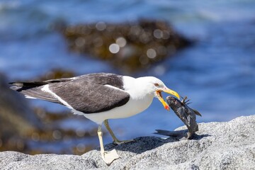 Western Gull catching a fish on a coastal rock

