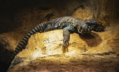 Lizard in the stone desert
