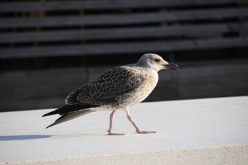 Juvenile Gull Perched on a Ledge in Urban Environment