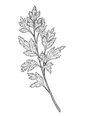 Hand drawn vector illustration of Parsley sprig. Outline drawing of Coriander leaf for cooking book or menu design. Sketch of Cilantro plant for recipe. Engraving of kitchen herb painted by black inks