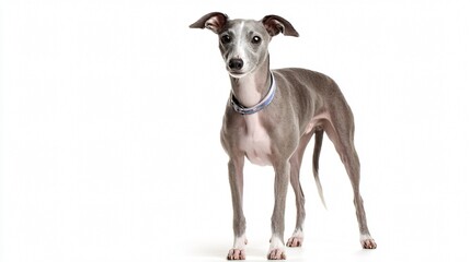 Obraz premium Graceful Italian Greyhound Dog Standing and Gazing at Camera