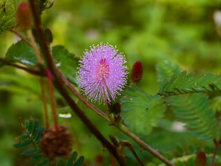 Mimosa Pudica flower in the morning
