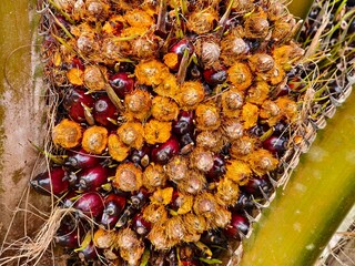 oil palm fruit on the tree eaten by squirrels