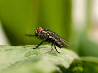 sarcophaga carnaria on a leaf