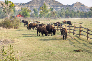 A Herd of Bison, American Buffalo, Grazin in a Fenced Pasture in Theodore Roosevelt National Park near Medora, North Dakota with red barn in the background