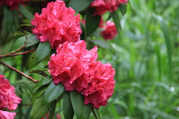 Vibrant Pink Rhododendron Blooms in a Garden