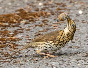 Song thrush with snail. Proceeded to smash the shell on the road surface.