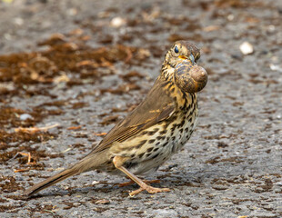 Song thrush with snail. Proceeded to smash the shell on the road surface.