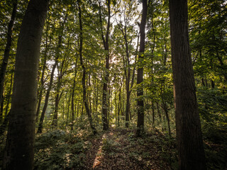 Sunlight filters through dense deciduous woodland, casting long shadows on leaf-littered ground in the fruska gora national park in serbia, illustrating biodiversity and a tranquil hiking environment.
