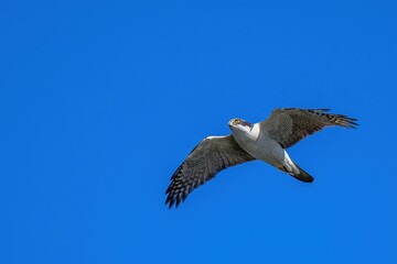 青空バックに頭上を悠然と飛ぶオオタカ成鳥