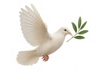Peaceful white dove soaring, carrying olive branch against transparent backdrop, representing harmony and renewal