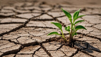 plant growing in soil