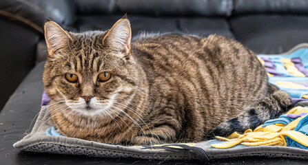 Close-up of a brown tabby cat with amber eyes lying on a colorful mat on a leather couch. The cat looks directly at the camera with a calm, regal expression.