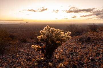 Conjunto de paisajes y flora del desierto de Sonora, México.