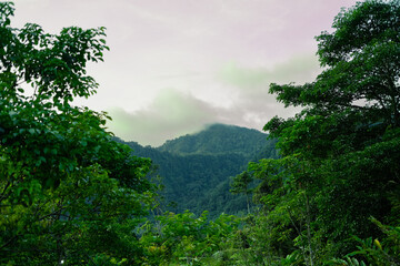 lush green forest with misty mountain under a pale pink sky