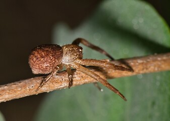 Ground crab spider arachnid Xysticus hunting prey on plant nature pest control.	