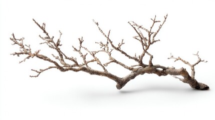Obraz premium Dried Branch on White Background