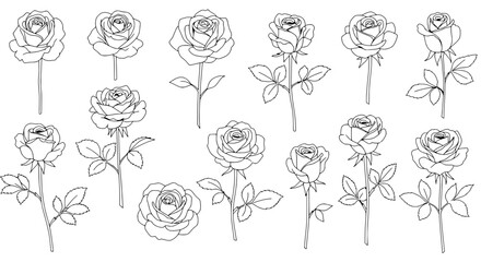 Rose Line Art Collection