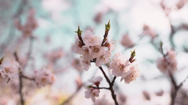 Close-up of delicate pink blossoms emerging on tree branches, signaling arrival of spring. Soft sunlight filters through, highlighting freshness and renewal of nature.