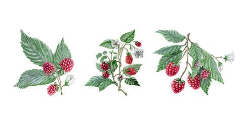 Set of raspberry design elements.  Hand drawn botanical illustration with berries, twigs, branches. Set of plant images isolated on white for garden, farm, rustic, food and beauty design, packaging.