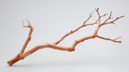 Dried Branch on White Background