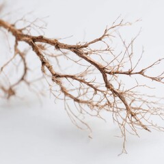 Fototapeta premium Dried Plant Root System Close-up on White Background
