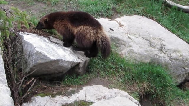 Wolverine searching for food in the grass
