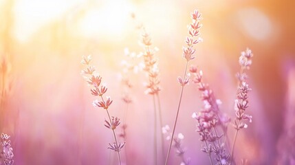 Obraz premium Gentle lavender field bathed in warm light, creating a serene and beautiful scene