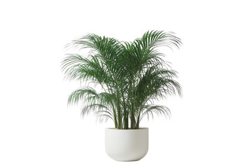 Obraz premium Indoor palm plant in white pot