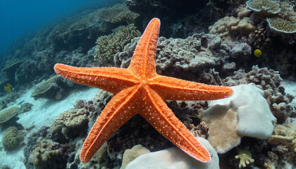 Starfish Resting Peacefully on a Coral Reef