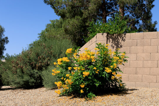 Flowering Tecoma stans also known as yellow trumpetbush or yellow bells, in full spring bloom in Arizona xeriscaped grounds