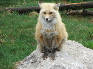 A red fox posing for the camera.