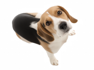 Close-up portrait of a Beagle with tricolor coat looking upwards, isolated on transparent background