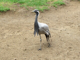 Demoiselle crane walking in the grass