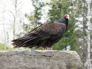 A turkey vulture on the lookout on a rock.