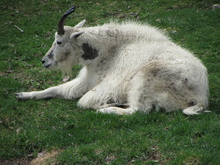 Obraz premium A mountain goat resting on the hill.