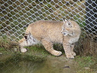A bobcat in captivity in a zoo.