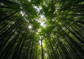 Sunlight filtering through a dense bamboo forest.