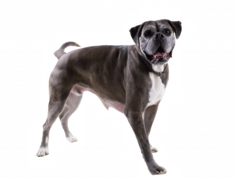 Medium-sized muscular dog with gray and white coat, wrinkled forehead, and perked ears on transparent background