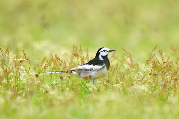 Obraz premium 春の草原を歩くハクセキレイ