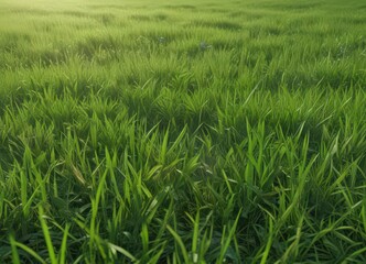 Obraz premium Emerald green grassy field, sunlit blades of grass, organic, spring, meadow