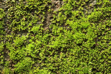 Green moss growing on wall surface natural textured background with copy space for design