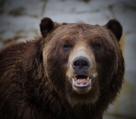 brown bear portrait