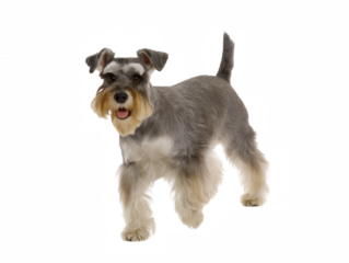 Miniature Schnauzer with salt-and-pepper coat standing confidently on transparent background