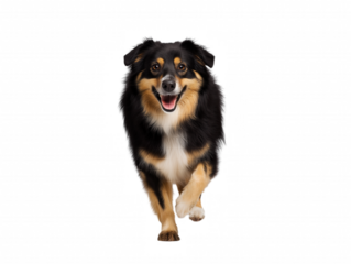 Black, tan, and white dog running towards viewer, isolated on transparent background