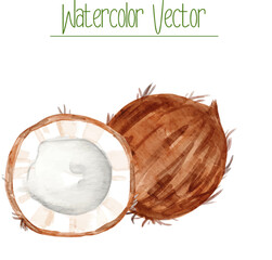 Fresh coconut fruit cut in half, botanical illustration suitable for menu, recipe design, printing.