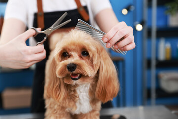 Woman cutting dog's hair with scissors indoors, closeup. Pet grooming