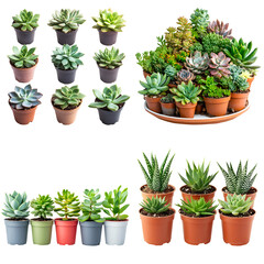 Fototapeta premium Diverse succulent plants in small pots