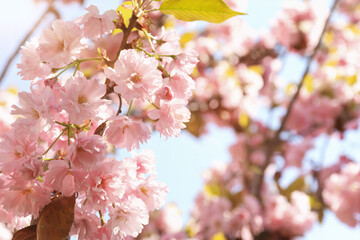 Beautiful blossoming sakura tree with pink flowers against sky, closeup